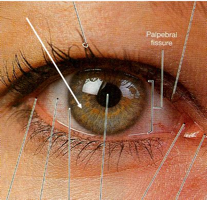 Anatomy Lecture 12 Eyes And Orbit Flashcards Quizlet