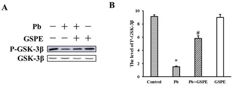 Effect of GSPE on the level of P GSK 3β in Pb induced nephrotoxicity