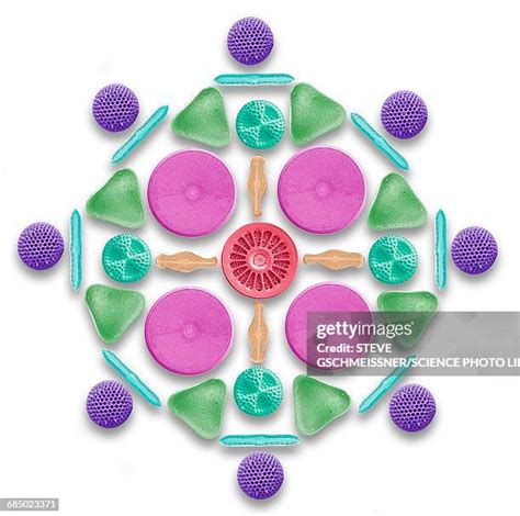 13,308 Protists Stock Photos, High-Res Pictures, and Images - Getty Images