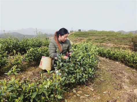 贵州黄平：打好“五张牌” 厚植绿色发展底色 推进生态文明建设 Isenlincn