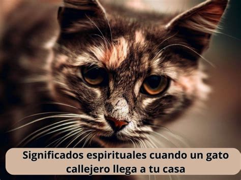 Significados Espirituales Cuando Un Gato Callejero Llega A Tu Casa