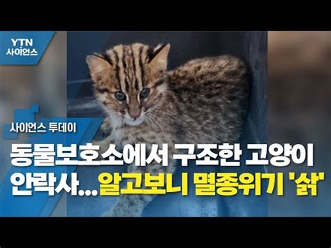 동물보호소에서 구조한 고양이 안락사 알고보니 멸종위기 삵 YTN 사이언스 YouTube