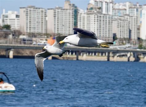 Aves Gaviota Ornitología Foto gratis en Pixabay