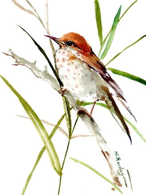 Buy Wood Thrasher Bird Watercolor By Suren Nersisyan On Artfinder