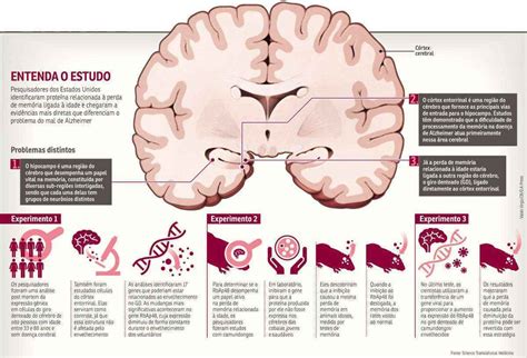 Pesquisadores Conseguem Decifrar Os Caminhos Da Perda De Memória Uai