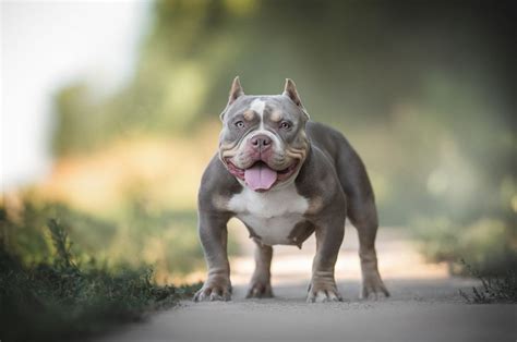 Here Are 8 XL Bully Breeders You Can Trust