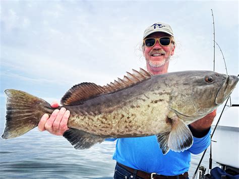 Gulf Gag Grouper Season 2024 - Fish Crusade