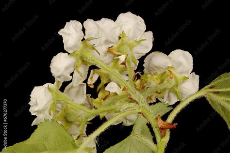 Hairy Cockspurthorn Crataegus Submollis Inflorescence Closeup Stock