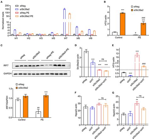 Frontiers Slc39a2 Mediated Zinc Homeostasis Modulates Innate Immune