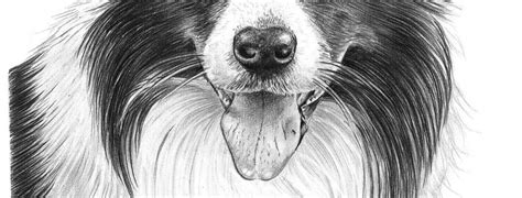 Pencil Drawing of Border Collie | Pencil Sketch Portraits