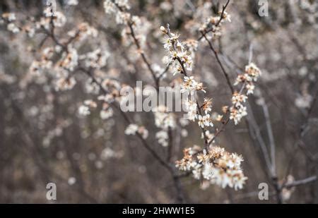 Few Twigs With Small White Flowers Of Gypsophila Baby S Breath