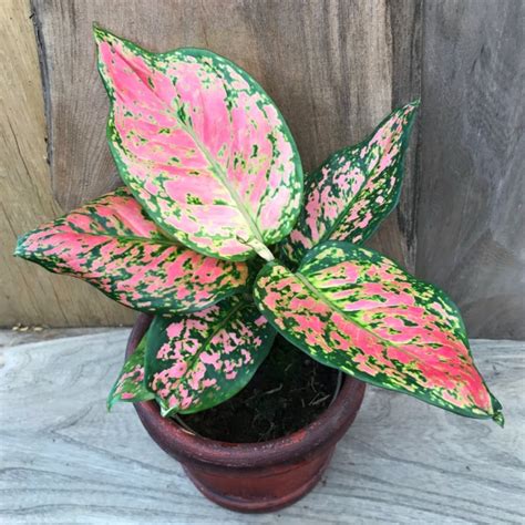 aglaonema swen ak kalite jadinay sou