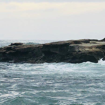 Shell Beach Tide Pools (La Jolla) - 2018 All You Need to Know Before ...