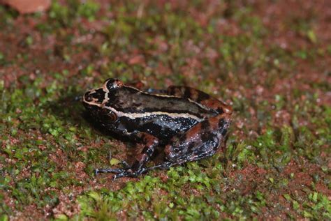 Arthroleptis Taeniatus Boulenger