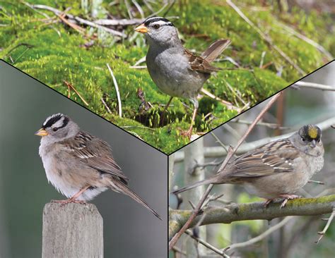 Quinn McCallum publishes on crowned sparrow genomics | IrwinLab
