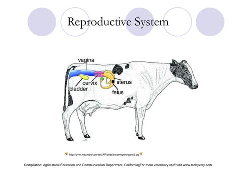 Female bovine reproduction system