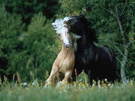 Wild Horses Wallpapers - Wallpaper Cave