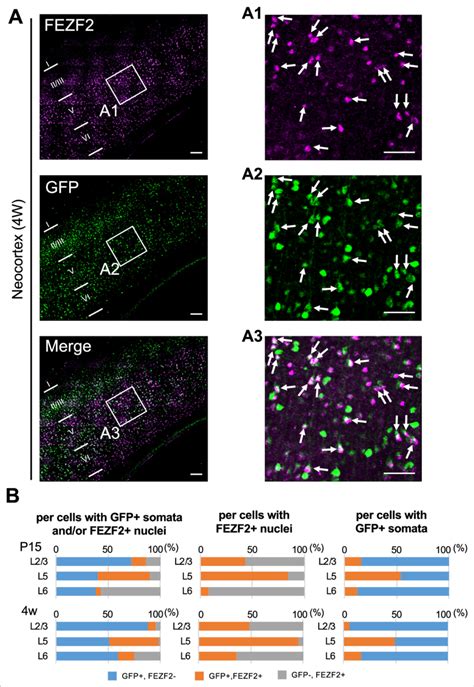 Cells Positive For FEZF2 Are Mostly Green Fluorescent Protein