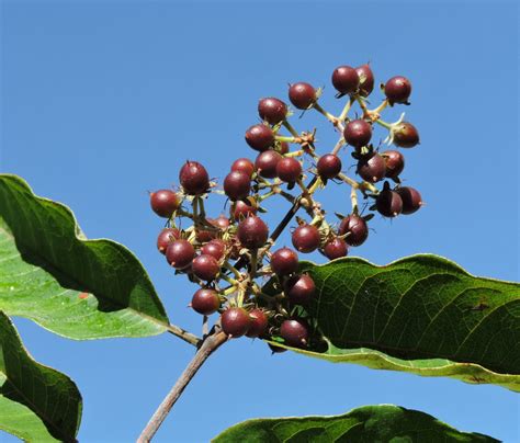 Vismia Brasiliensis Hypericaceae Image At Phytoimages Siu Edu