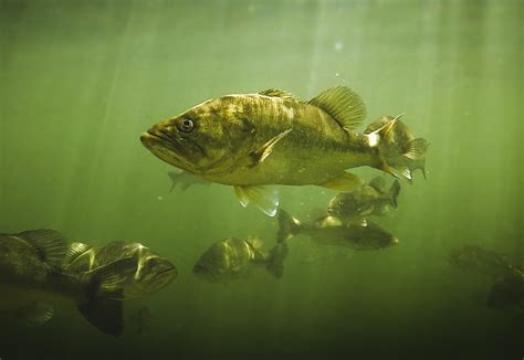 Topwater Strikes Incredible Underwater Footage Of Bass Blowing Up On