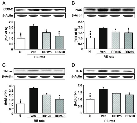 Cox 2 Inos Tnf α And Il 6 Protein Expressions In The Esophagus A