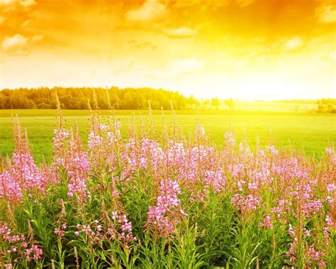 Sunny Place: Ты хочешь увидеть лето?