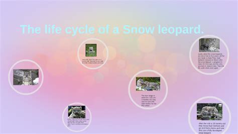 The Life Cycle Of A Snow Lepard By Ashley Brehaut On Prezi