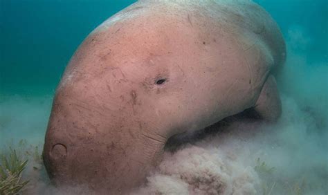 4 Ciri Ciri Dugong Hewan Laut Yang Dilindungi Kumparan