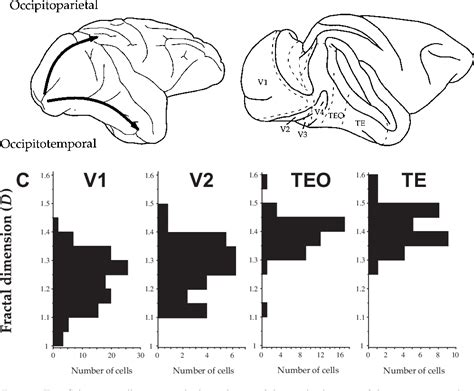 Figure From Fractal Analysis As A Tool For Studying Specialization In