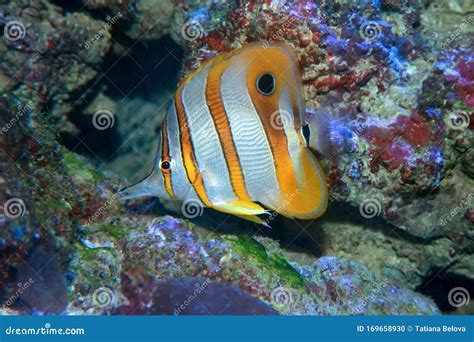 Copperbanded Butterfly Fish Chelmon Rostratus Stock Photo Image Of