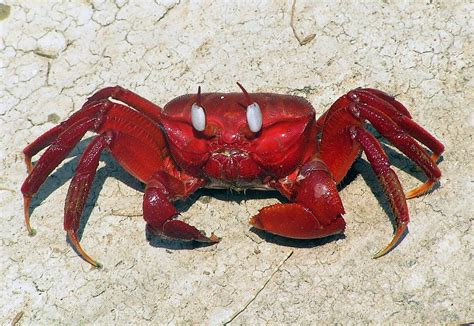 Red Crab Or Ghost Crab Clicked By Krisnendu Sar June 2008 Flickr