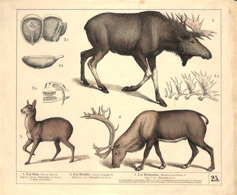 Moose, Musk Deer & Reindeer, Luben, 1858