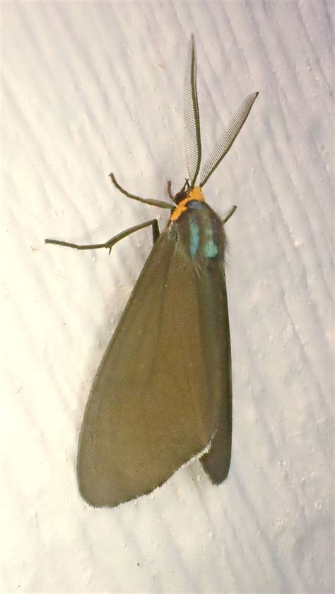 Virginia Ctenucha Moth From Highland County VA USA On June 21 2024