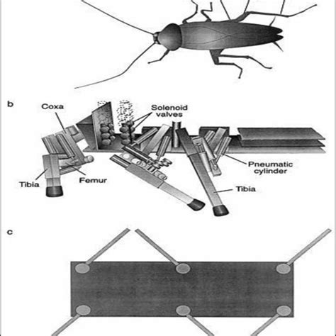 (a) Positions of legs of cockroach when it walks (b, c) similar designs ...