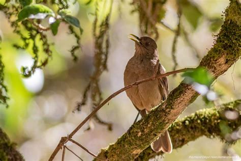 Les Animaux Embl Matiques Du Costa Rica Evaneos