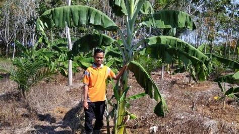 Petani Disarankan Tanam Pisang Di Kebun Sawit Ini Manfaatnya Elaeis Co