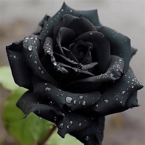 The Meaning and Symbolism of a Black Rose - On Your Journey