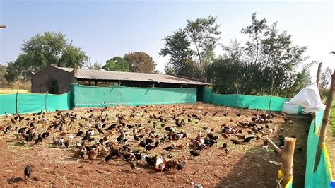 1000 Free Range Desi Poultry Farming L Investment L Shed L Fencing L