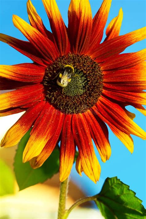 Big Beautiful Red Yellow Sunflower With Bee Sunflower With Bee Stock