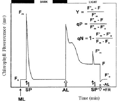 Chlorophyll Fluorescence Parameters Measured By The Use Of Pulse