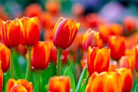 Des Tulipes Color Es Et Luxuriantes Avec Cet Engrais Diy Recette Repas