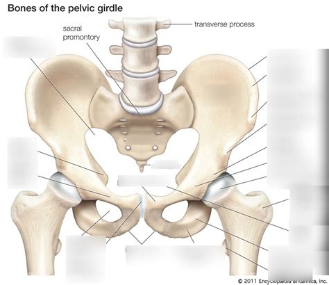 Functional anatomy of pelvis Diagram | Quizlet