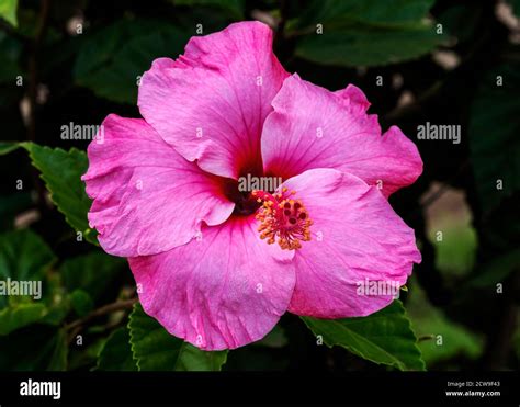 Seminole Pink Tropical Hibiscus Flowers Green Leaves Easter Island Chile Tropical Hibiscus Has