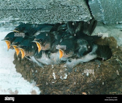 Barn Swallow Stock Photo - Alamy