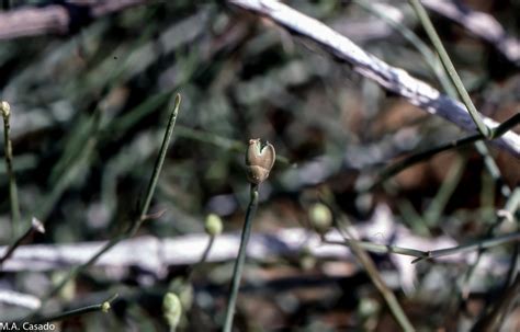 Ephedra Foliata From Al Atheab Umm Al Quawain Emiratos Rabes