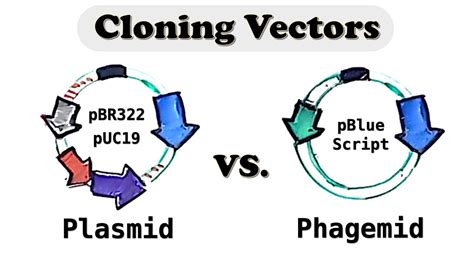 Plasmid And Phagemid Cloning Vector Selectable Vs Screening Marker Youtube