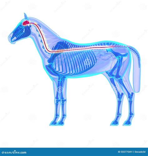 Horse Brain And Spinal Cord Horse Equus Anatomy Isolated On Stock