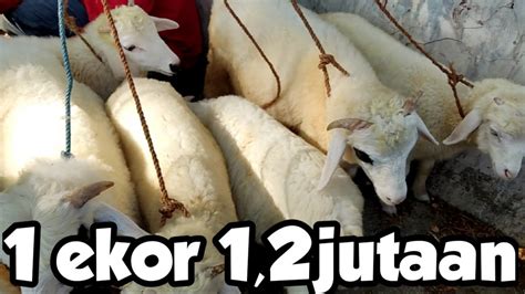 Stok Kambing Gibas Melimpah Cek Harga Bibitan N Pejantan Kambing