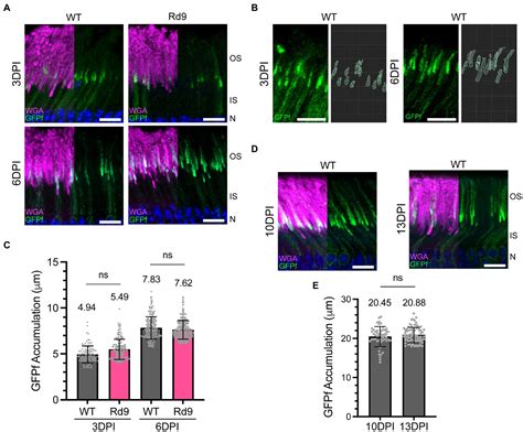 Frontiers Nrl CreERT2 Mouse Model To Induce Mosaic Gene Expression In