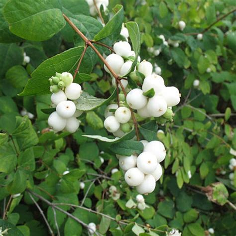 Саженцы Снежноягодник белый (Symphoricarpos albus) купить в питомнике в ...